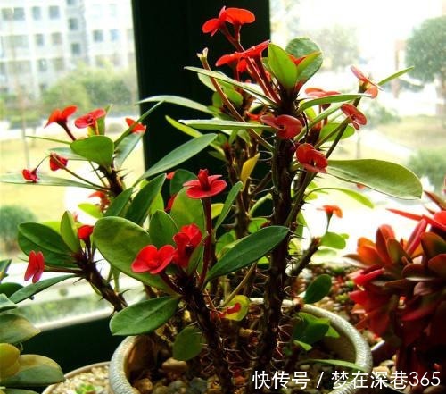 除了月季,此“1种花”也带刺,但观赏价值不低!附养护细节