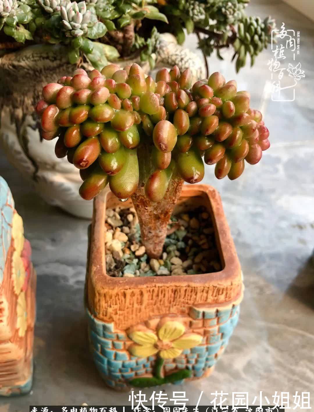 不羡鸳鸯不羡仙,只羡东北来春天!多肉冬去春来!