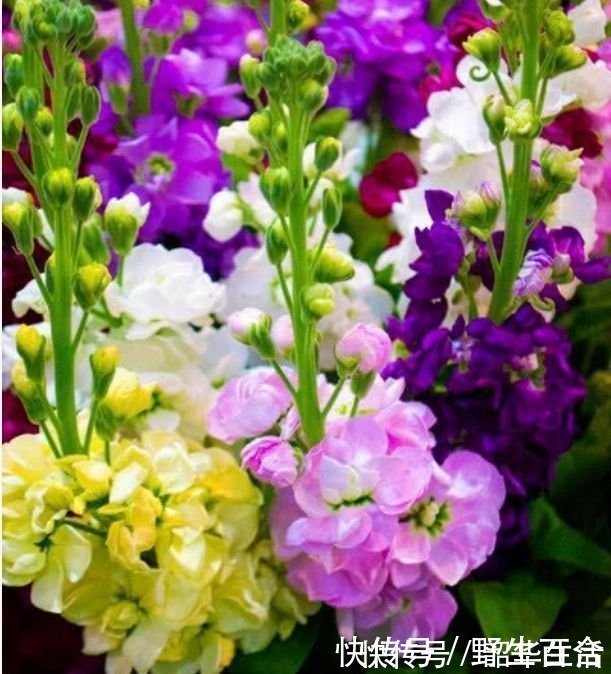 家里养这几款植物,娇小不占地,花美色艳,花儿轻松开爆盆