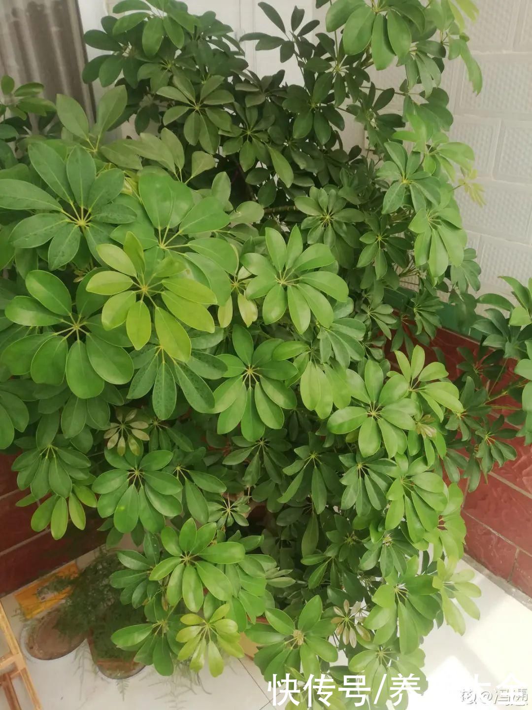 10种花越高越值钱,能长到2米,大高个霸气镇宅