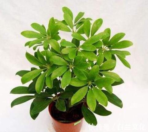 什么黄豆水、淘米水都不如“它”，1勺就爆盆，不用发酵无异味！