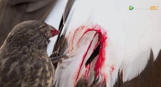 9.8分超惊艳，这神作终于不用找资源，我一口气看完5集