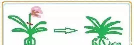 养花要“七分管、三分剪”,花卉如何修剪你一定要懂