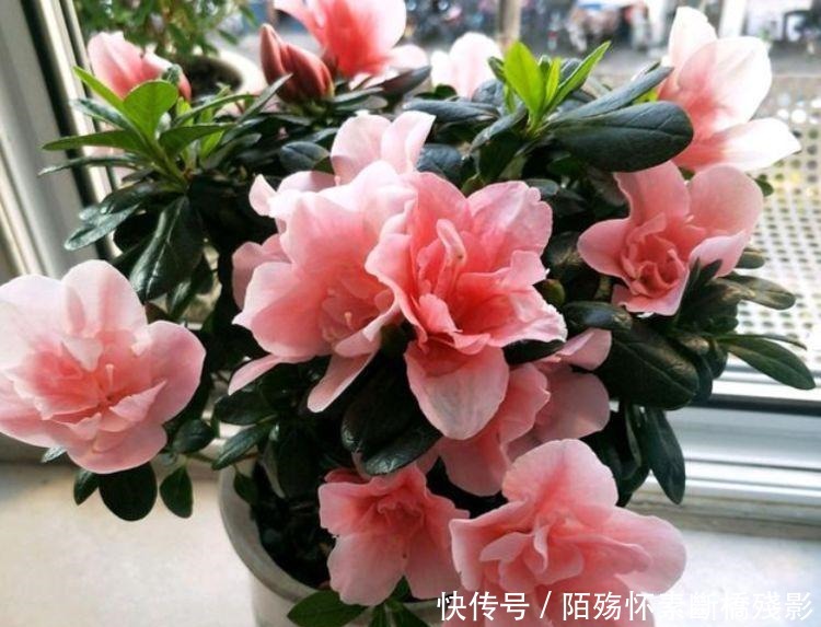 5种花花朵硕大，花期长，开花满枝头，越养越值钱，方法很简单