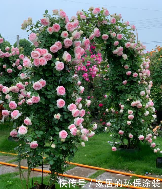 春天藤本月季想要开花整齐,开花多,不能缺少这3点