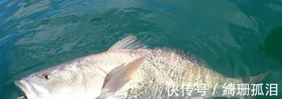 渔民捕到“天价鱼”卖出347万高价,一夜暴富,是什么鱼呢