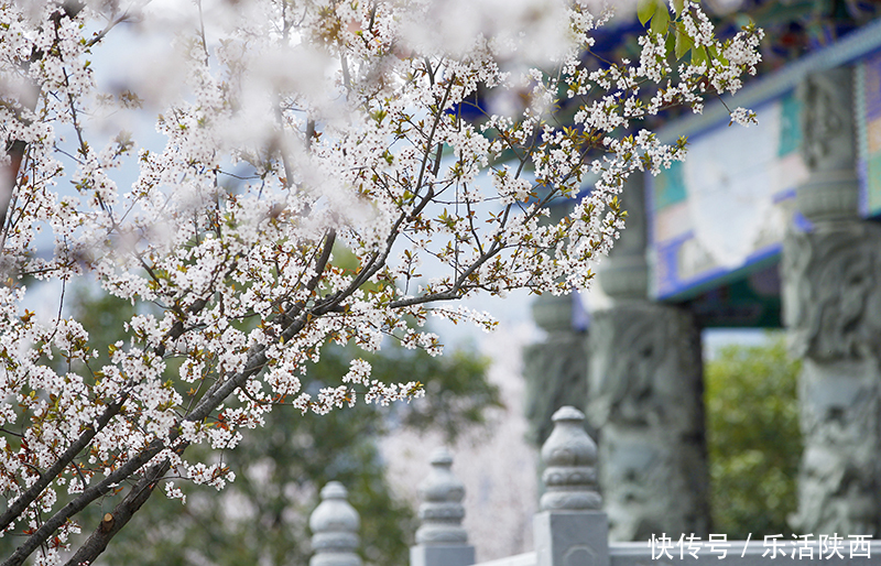 中年|百花争春时节，在西安，这些浪漫的事情一安排 ，想怎么嗨都行