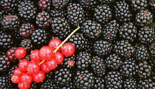 身体好的人都会吃，常吃几种食物，美容养颜、延缓衰老，提高素质