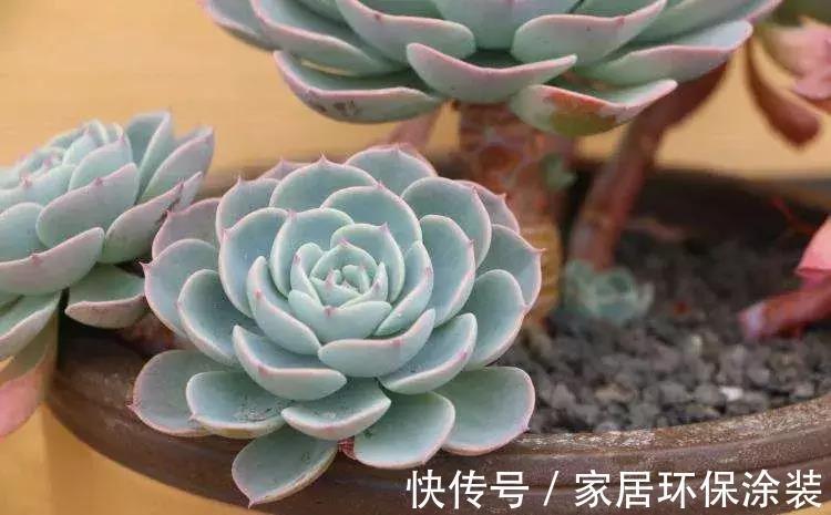 漂亮|5种漂亮花,都是“夏必死”,十个八个养不好,花市见了也别买