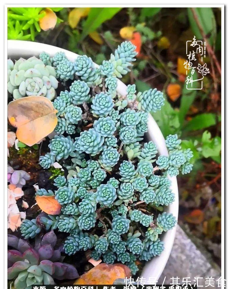 胧月,它生了一场大病!