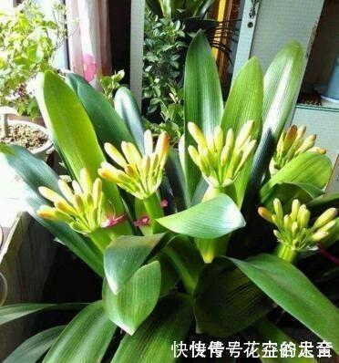 君子兰|养君子兰趁现在，多做2件事，长成大白菜，满盆冒花箭