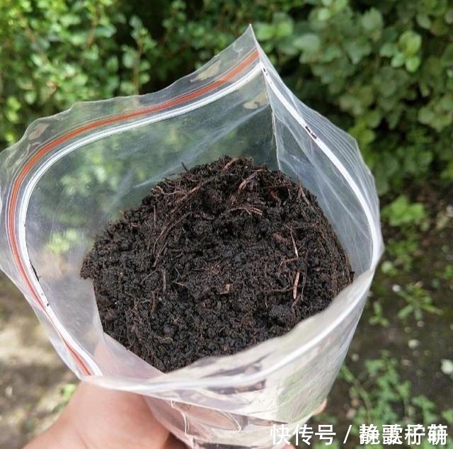 香蕉皮|养花旧土不要扔,掺上“三废料”,肥力“赛过”营养土!