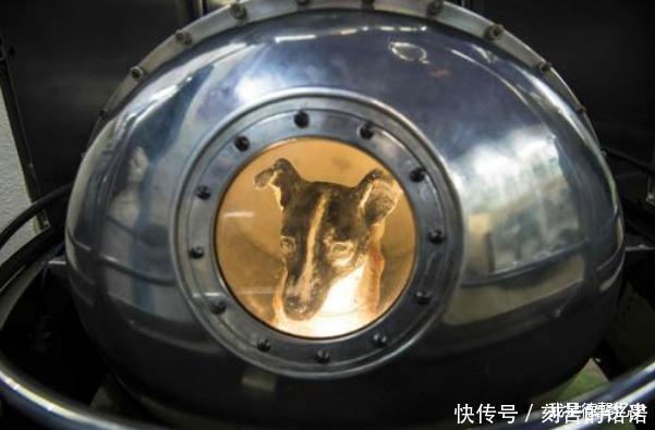 它被前苏联送上太空,被称之为第一只天空狗,后来怎么样了