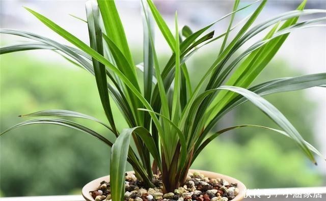 环境中|冬天养兰花,遇到几种情况,不要给它喷水!