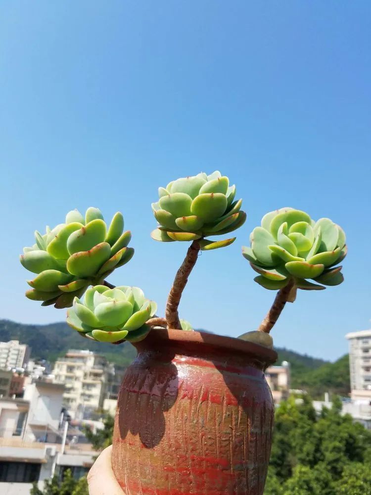 养肉三年,分享养肉经验,谈谈适合逆开挂区的多肉!