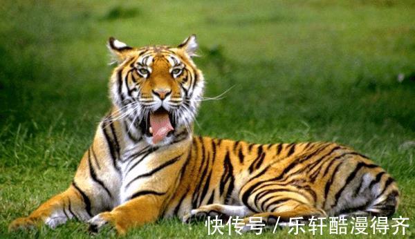 生肖兔|生肖狗下半年贵人将至遇到要珍惜,可助你苦尽甘来,前程似锦