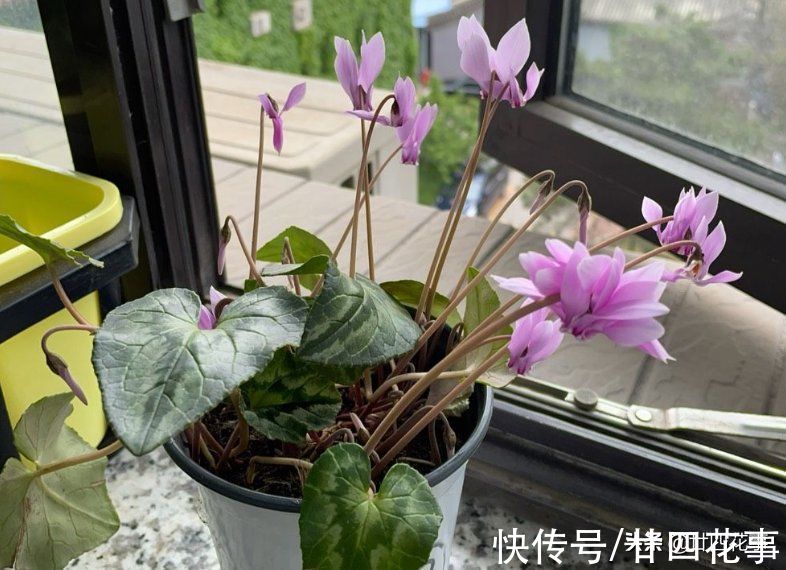 10月入手6种花，好养易活养得久，春节刚好开花，还能省一半钱
