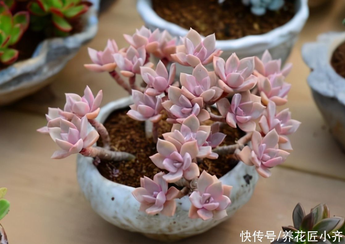 秋丽|想养多肉不会养?5种多肉好养,给它时间,它会“惊艳”到你