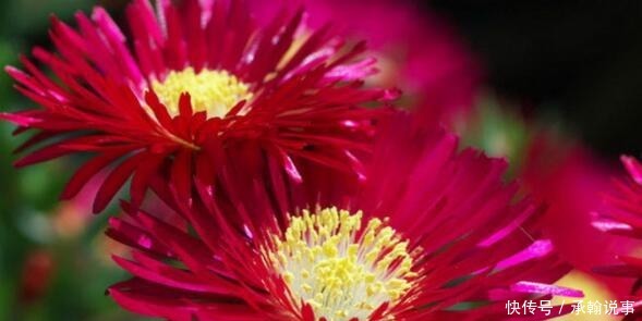 养花就养这4款,不用操啥心,枝头窜满花苞,美成小花园