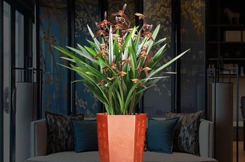  兰花|开花量最大的兰花，一盆轻松能开40朵，花色神秘，放哪儿都是风景