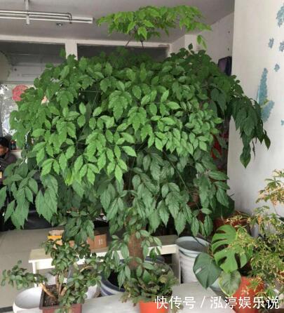 幸福树|幸福树盆栽,养护注意“4点”,新芽多,特别茂盛,还能养开花