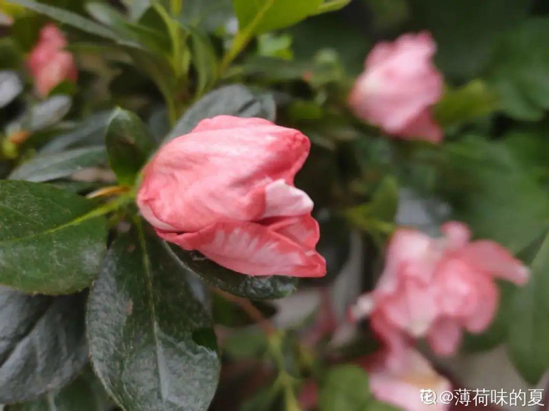 长寿花|9月后就养这些花,比绿萝好养,疯狂开花到明年!