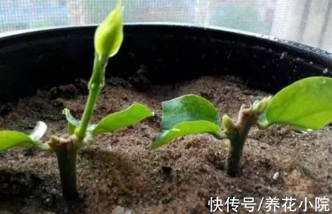 扦插|6种漂亮的花,秋天扦插生根快,来年就能开花