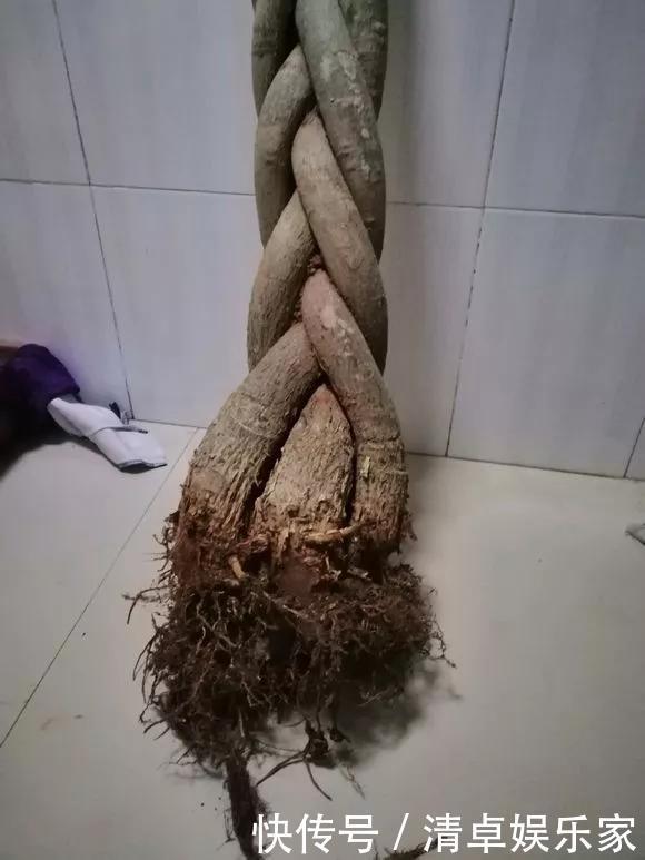 养花|养花技巧6种花须用小盆“挤着养”,控水好、长得旺!