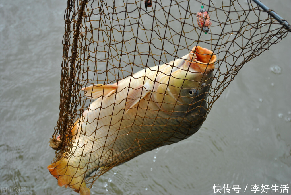 统统|煮熟发酵过的玉米打窝,大板鲫、鲤鱼、草鱼统统拿下