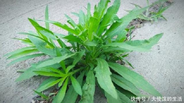 乡下1种蓬松小草,路边随处可见,常人遇到将其当杂草,错过宝贝