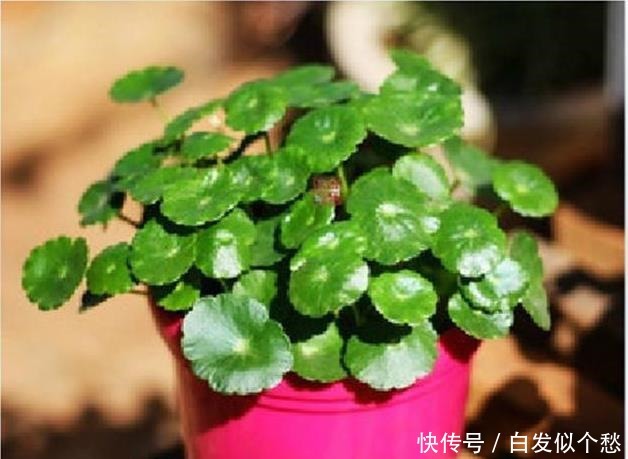 喝水|这些花,命太大,成桶成桶喝水,烈日下开花,开爆整个夏天!