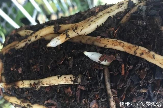 它是生根土,用来养兰花,五年不烂根!