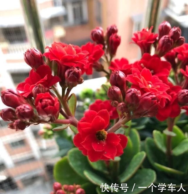 这3种花可以放在房间里面，听说对睡眠有好处！