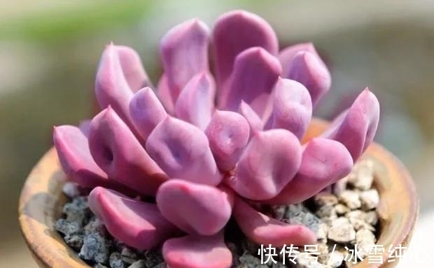 多肉丘比特,叶片粉紫色,自带小爱心,很难不让人一见倾心