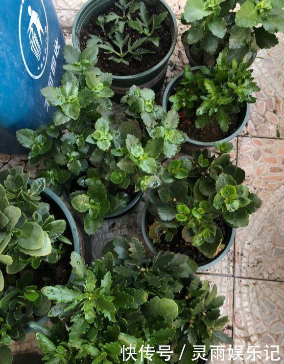 叶片|长寿花开败了？别手欠！3件事做对了，花芽又挤满了