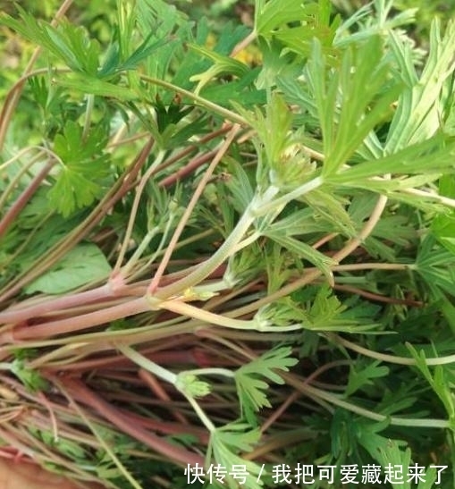 草药|这种野草，以前常被当做杂草，殊不知，它是治疗风湿疼痛的良药！