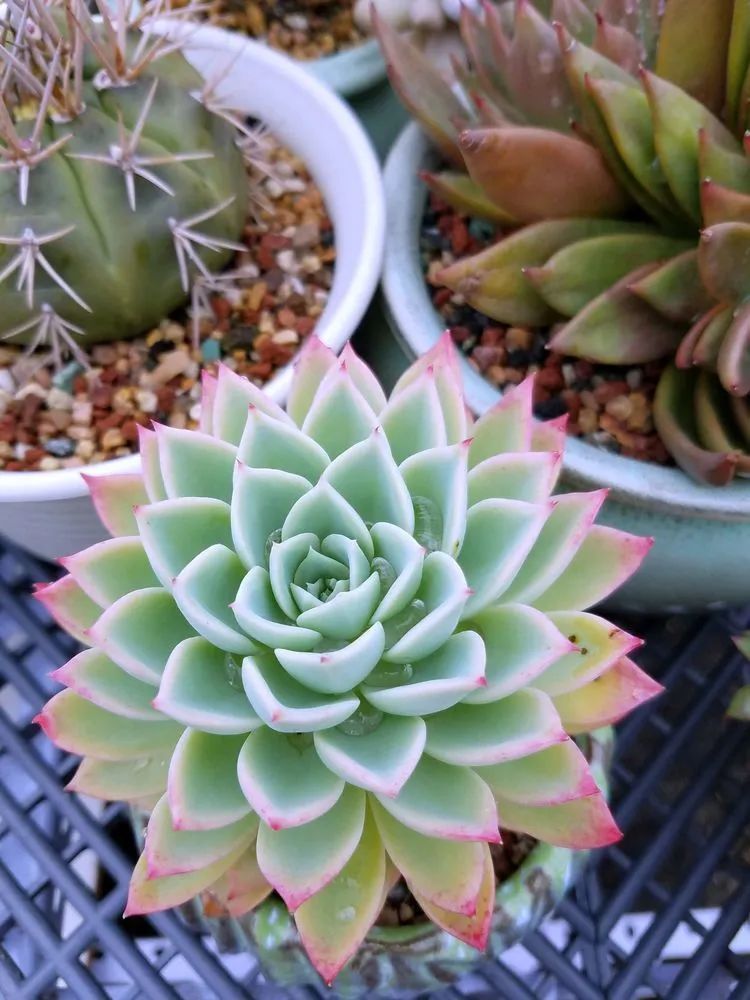 养肉三年，分享养肉经验，谈谈适合逆开挂区的多肉！