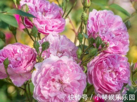 新手养花，不如养盆花中精品“哈洛卡尔”，似古典美女，清雅高尚