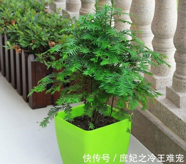 可能没人知道在客厅里养这几种盆栽，对家人身体越来越好