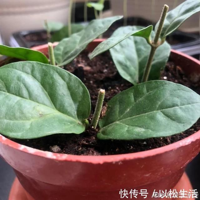 6月,最适合扦插的花,一插就活,大白根冒疯了
