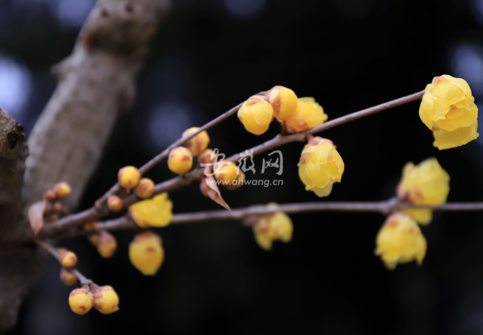 腊梅|合肥植物园腊梅花开