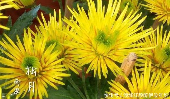 喜欢养玫瑰,不如养“高档品种”艾帕索玫瑰,花色橙黄,高端大气