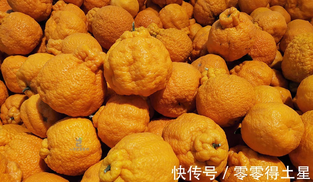 果蒂|买丑橘,“尖的”和“扁的”区别很大,记住3点,挑到好吃的丑橘!