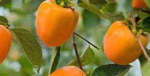 女性不想肚子鼓鼓，推荐常吃3种水果，刮油消脂，甩掉大肚腩