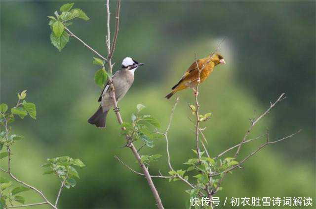 春深诗词六首赏读：何处春深好，城春草木深