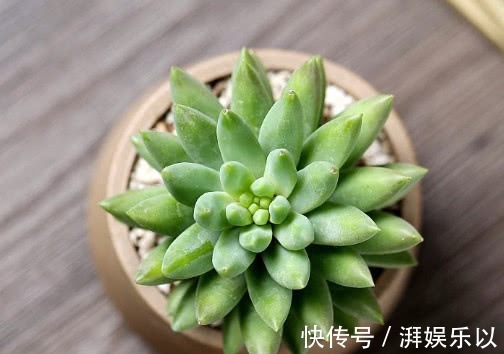 千佛手|多肉千佛手怎么叶插教你3个小步骤,千佛手生根迅速长势茂盛