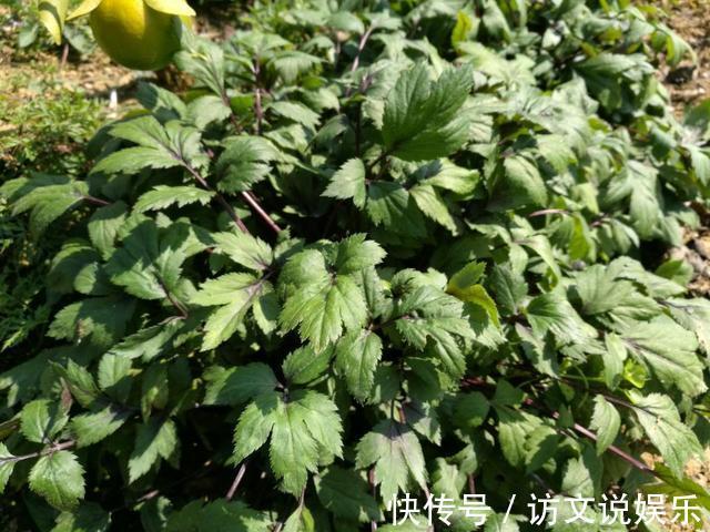 野草|农村这些野草，抗癌、降压、补充各种维生素，有钱人花高价买来吃