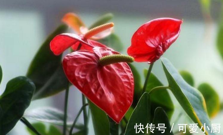 红掌春季养护有哪些注意事项，浇水要掌握见干见湿的原则