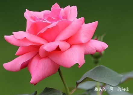 谁说懒人不能养花这三种既耐旱又耐晒,新手都能轻松养爆满盆