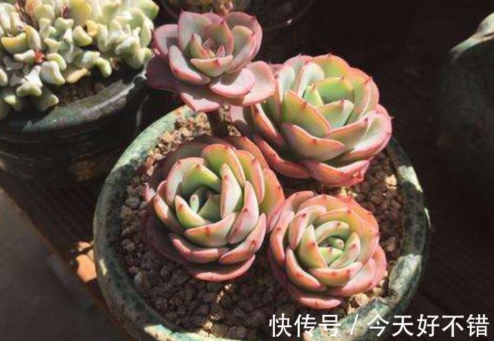 5种高颜值普货多肉,12月养一盆正当时,便宜好养上色美